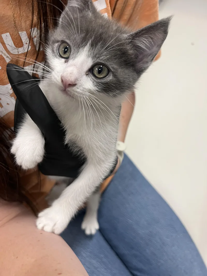 A baby small-sized male Domestic Short Hair cat named Bill for adoption in Chico, CA