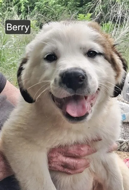 A baby medium-sized male Labrador Retriever dog named Berry for adoption in Manchester, CT