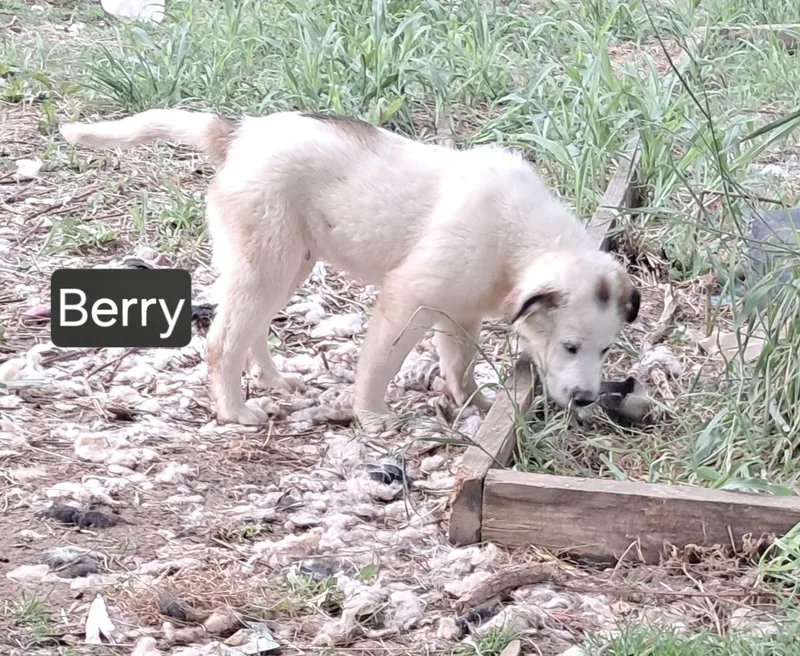 Berry thumbnail 2