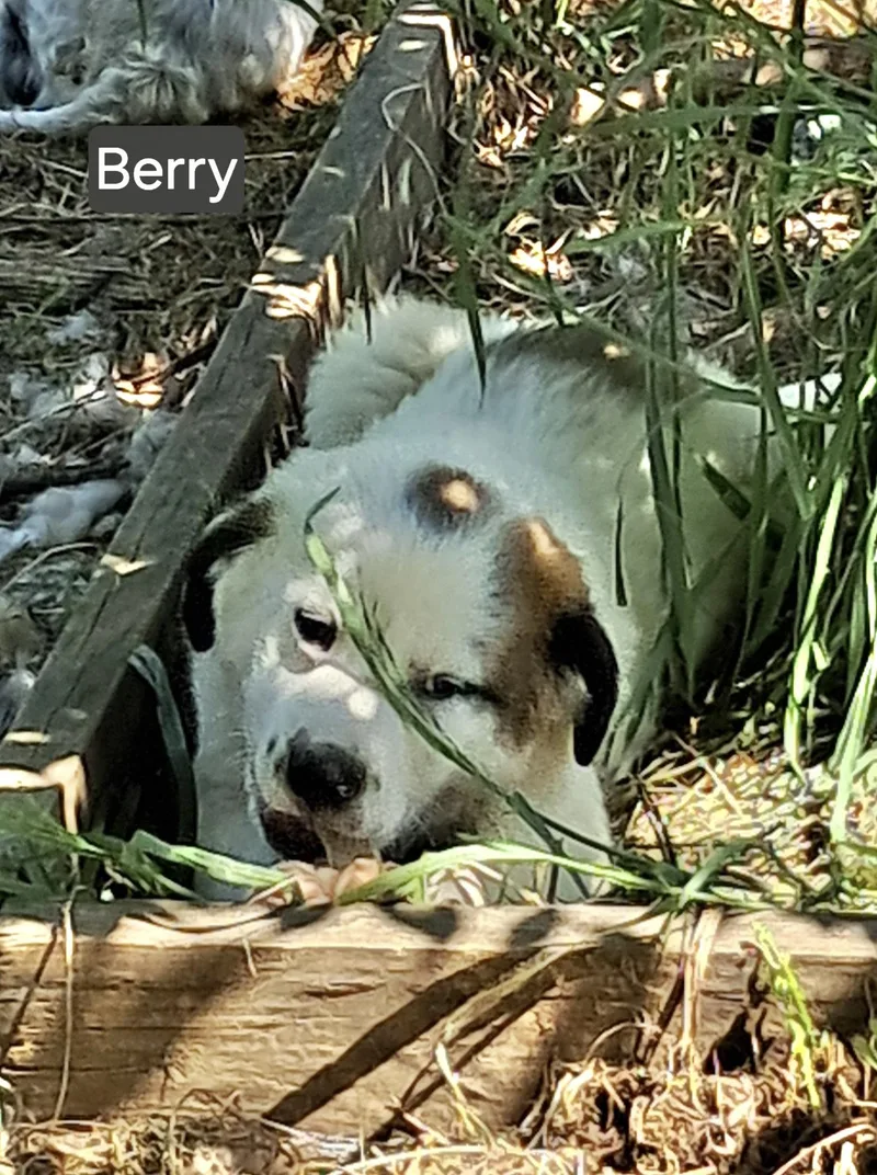Berry thumbnail 4
