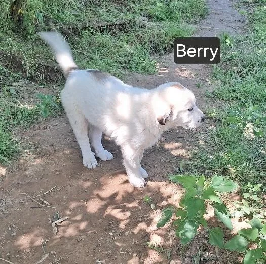 Berry thumbnail 5