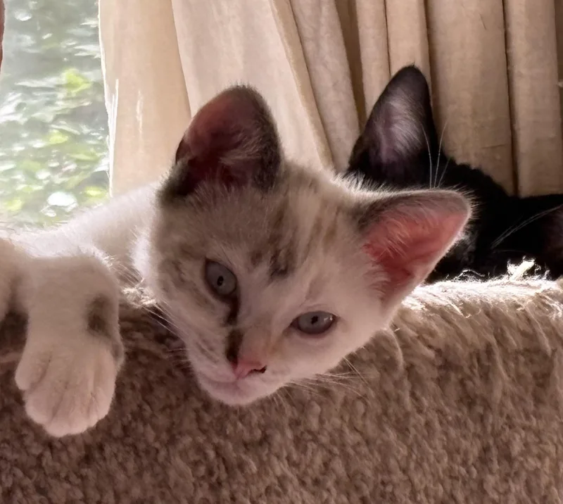 A baby small-sized male Black & White / Tuxedo Domestic Short Hair cat named Skunkie and Ding Hao for adoption in Alexandria, VA