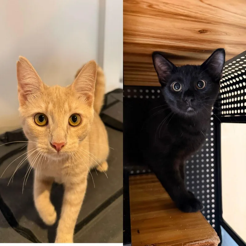 A baby medium-sized male Domestic Short Hair cat named Union & Scallion for adoption in Brooklyn, NY
