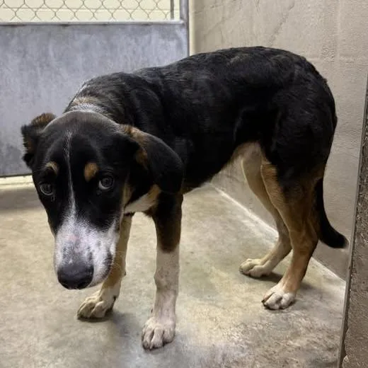 An adult medium-sized female Cattle Dog dog named 26-412 for adoption in Los Banos, CA