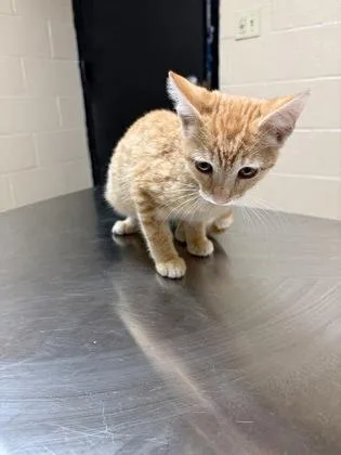 A young small-sized female Tabby (Buff / Tan / Fawn) Domestic Short Hair cat named Golden for adoption in Harlingen, TX
