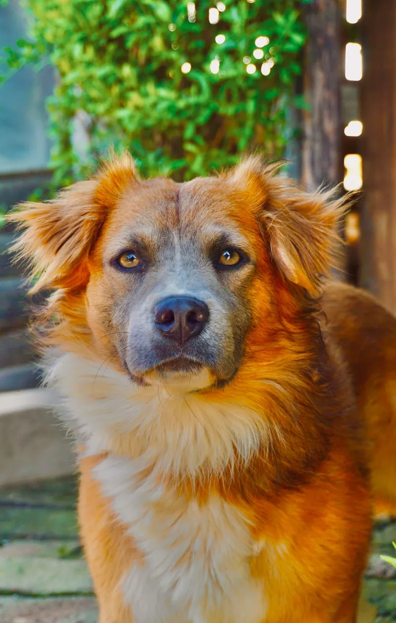 Santiago thumbnail 3