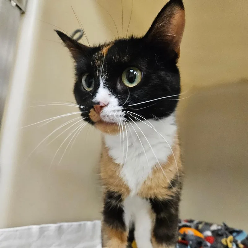An adult medium-sized female Calico Domestic Short Hair cat named Moxie for adoption in Zanesville, OH