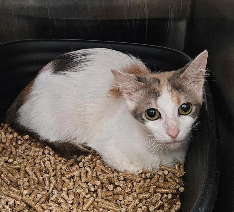 A young medium-sized female Domestic Short Hair cat named Cera for adoption in Maryville, TN