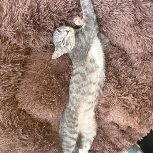 A baby small-sized female Domestic Short Hair cat named Frito for adoption in Tampa, FL