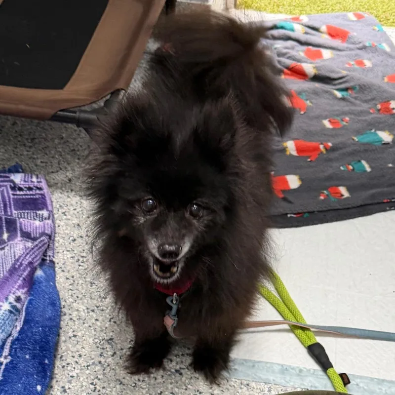 A senior small-sized female Black Pomeranian dog named Lovely for adoption in Scituate, MA