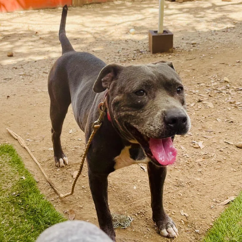 A senior medium-sized male Gray / Blue / Silver Pit Bull Terrier dog named Onion for adoption in Salt Lake City, UT