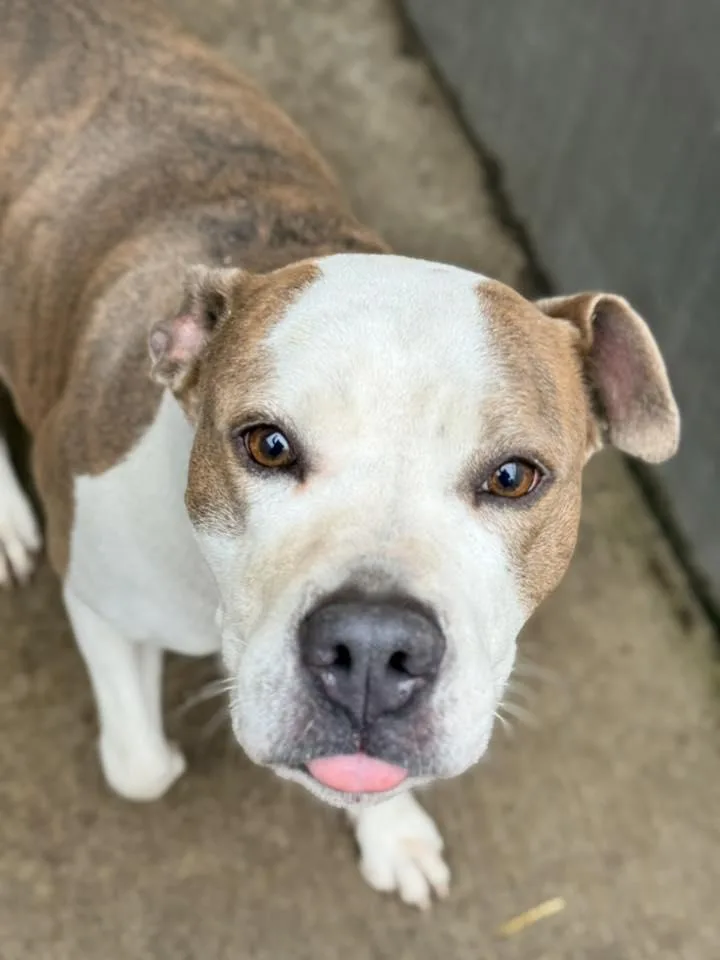 A young large-sized female Pit Bull Terrier dog named Bellezza for adoption in Crete, IL