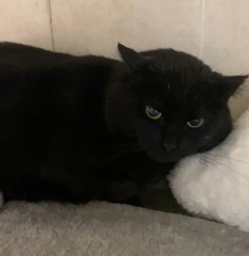 An adult medium-sized female Black Domestic Short Hair cat named Alana for adoption in North Kingstown, RI