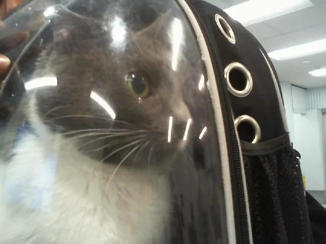 An adult small-sized female Domestic Short Hair cat named Kimchi for adoption in Charlotte, NC