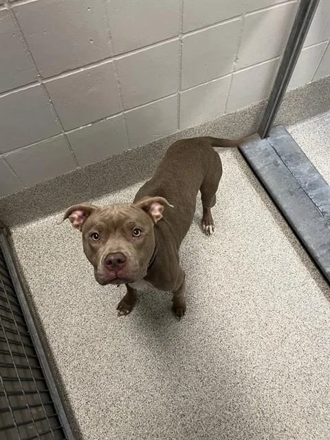 A young medium-sized female Boxer dog named Valkyrie for adoption in Omaha, NE