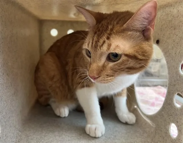 An adult medium-sized male Domestic Short Hair cat named Harry for adoption in Lancaster, CA