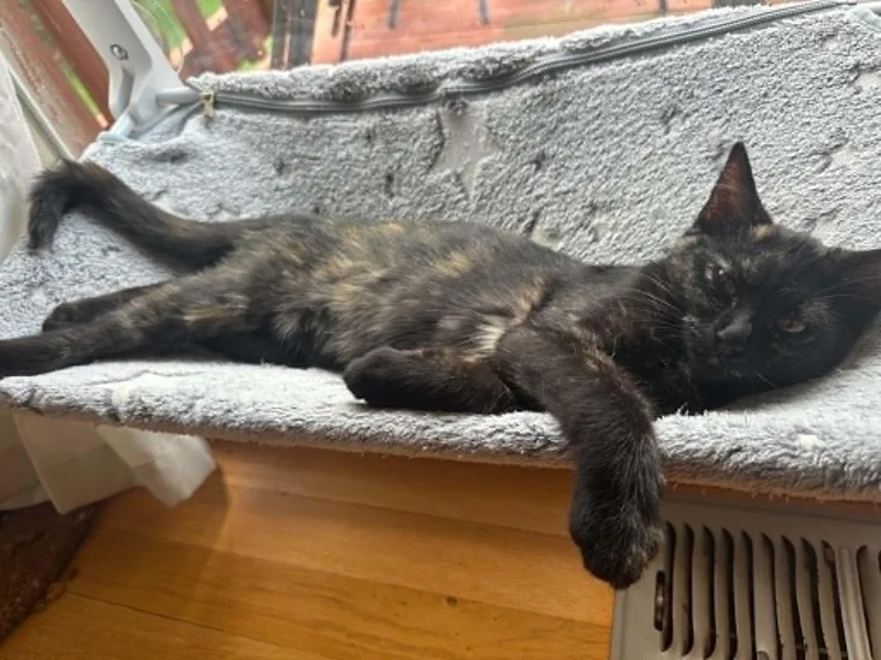 A baby medium-sized female Tortoiseshell Domestic Short Hair cat named Stella for adoption in Overland Park, KS