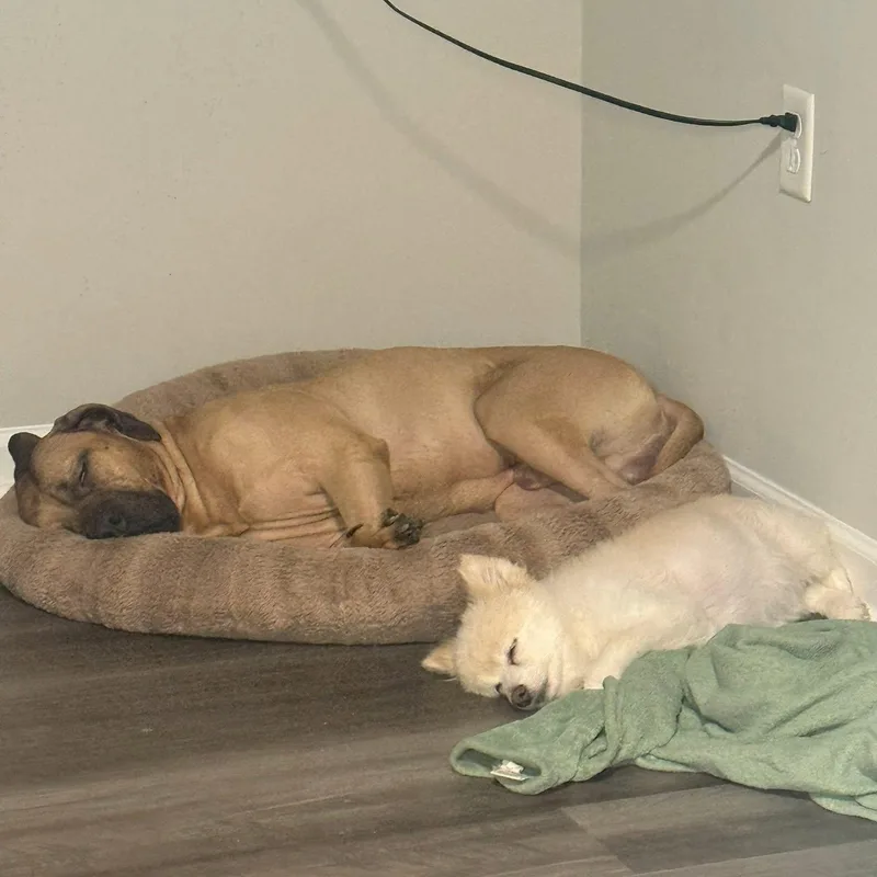 An adult medium-sized male Brown / Chocolate Boerboel dog named King for adoption in Rogersville, TN
