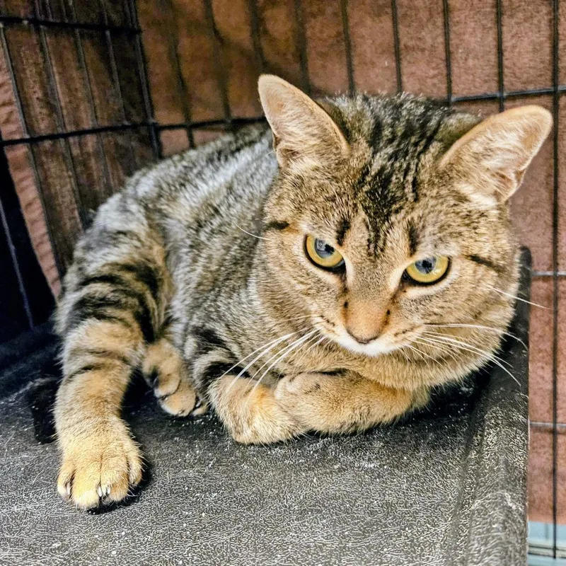 A young medium-sized female Gray / Blue / Silver Domestic Short Hair cat named Cadenza for adoption in Las Vegas, NV