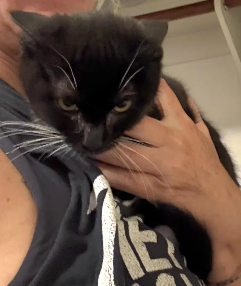 A baby medium-sized male Black & White / Tuxedo Domestic Short Hair cat named Twin for adoption in Springfield, OR