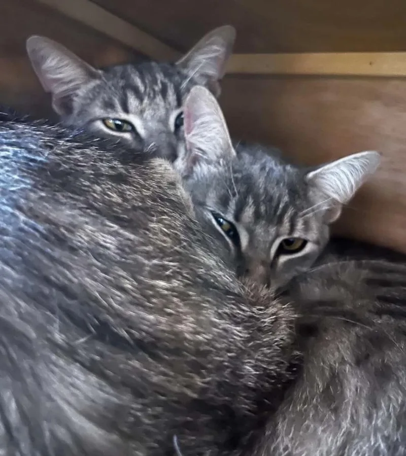 An adult medium-sized male Gray / Blue / Silver Domestic Short Hair cat named Wonton for adoption in Commerce City, CO