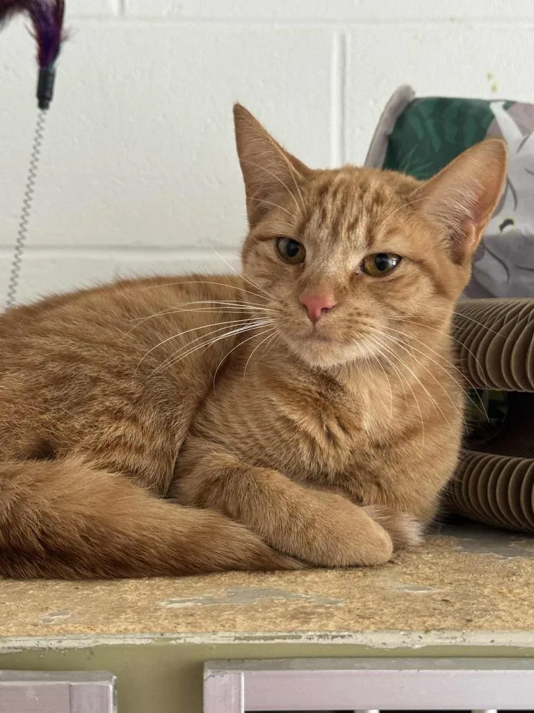 A young medium-sized female Domestic Short Hair cat named Chip Clip for adoption in Marion, OH