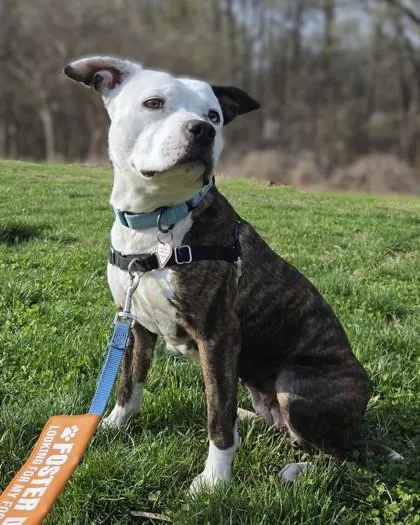 An adult medium-sized female Mixed Breed dog named Dutchess for adoption in Washington, DC