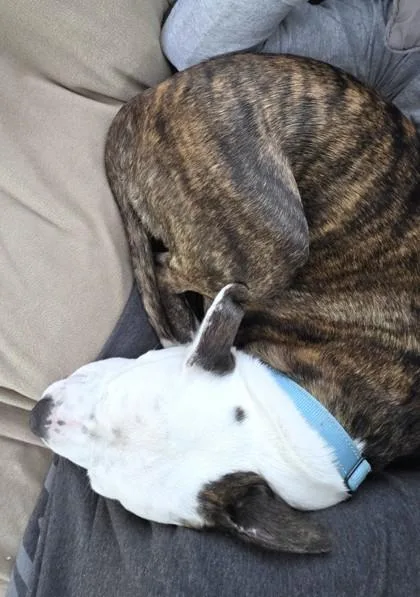 Dutchess thumbnail 3