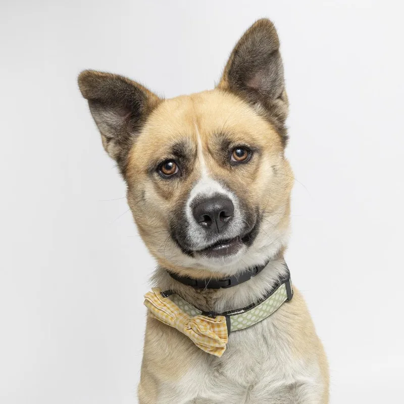 A young medium-sized female Yellow / Tan / Blond / Fawn Mixed Breed dog named Kimchi for adoption in Franklin, TN