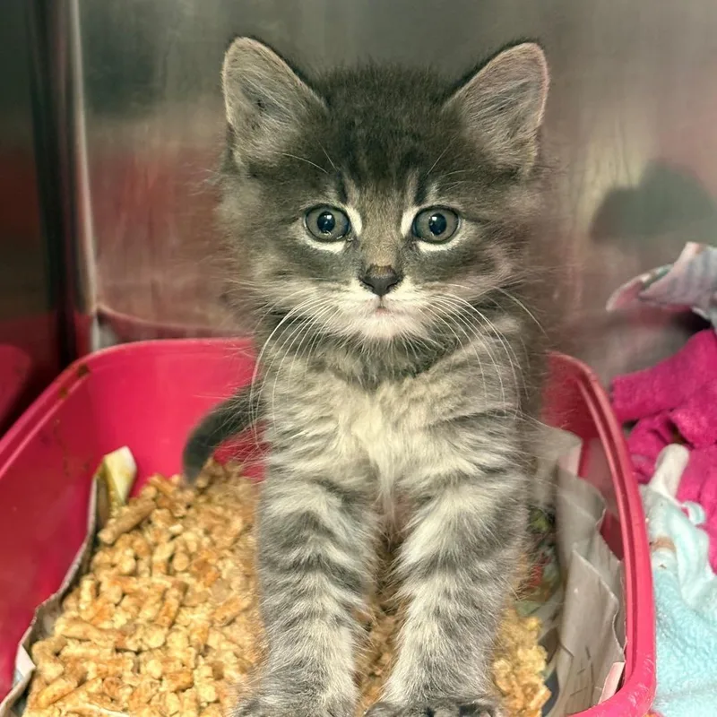 A baby small-sized female Domestic Long Hair cat named Sydney for adoption in Chehalis, WA