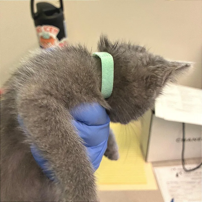 A baby small-sized male Gray / Blue / Silver Domestic Short Hair cat named Mint Blue Collar for adoption in Los Angeles, CA