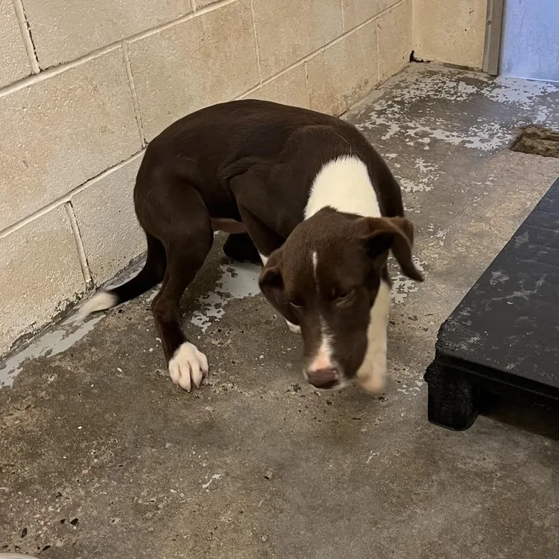 A young medium-sized male Brown / Chocolate Labrador Retriever dog named Jake for adoption in Dillon, SC