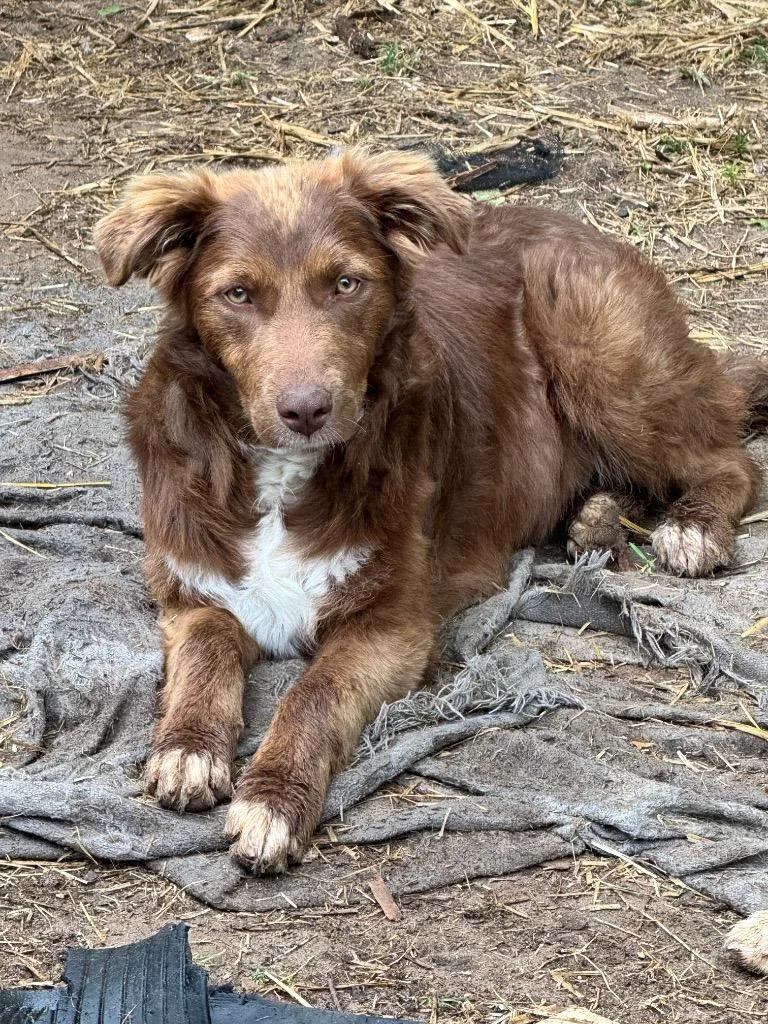 A baby medium-sized female Australian Shepherd dog named Rollie for adoption in Little Rock, AR