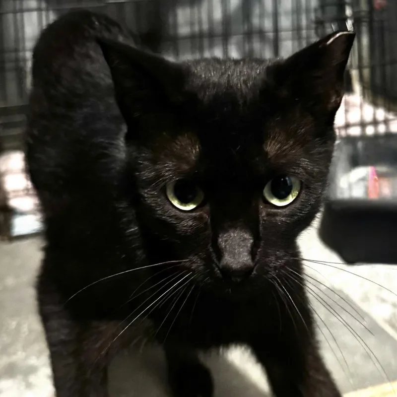 A young medium-sized female Black Domestic Short Hair cat named Miley for adoption in Porter, TX