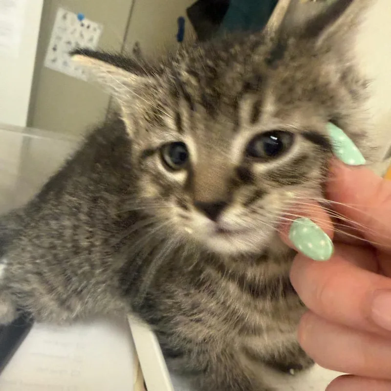 A baby small-sized male Domestic Short Hair cat named Houston for adoption in Pekin, IL