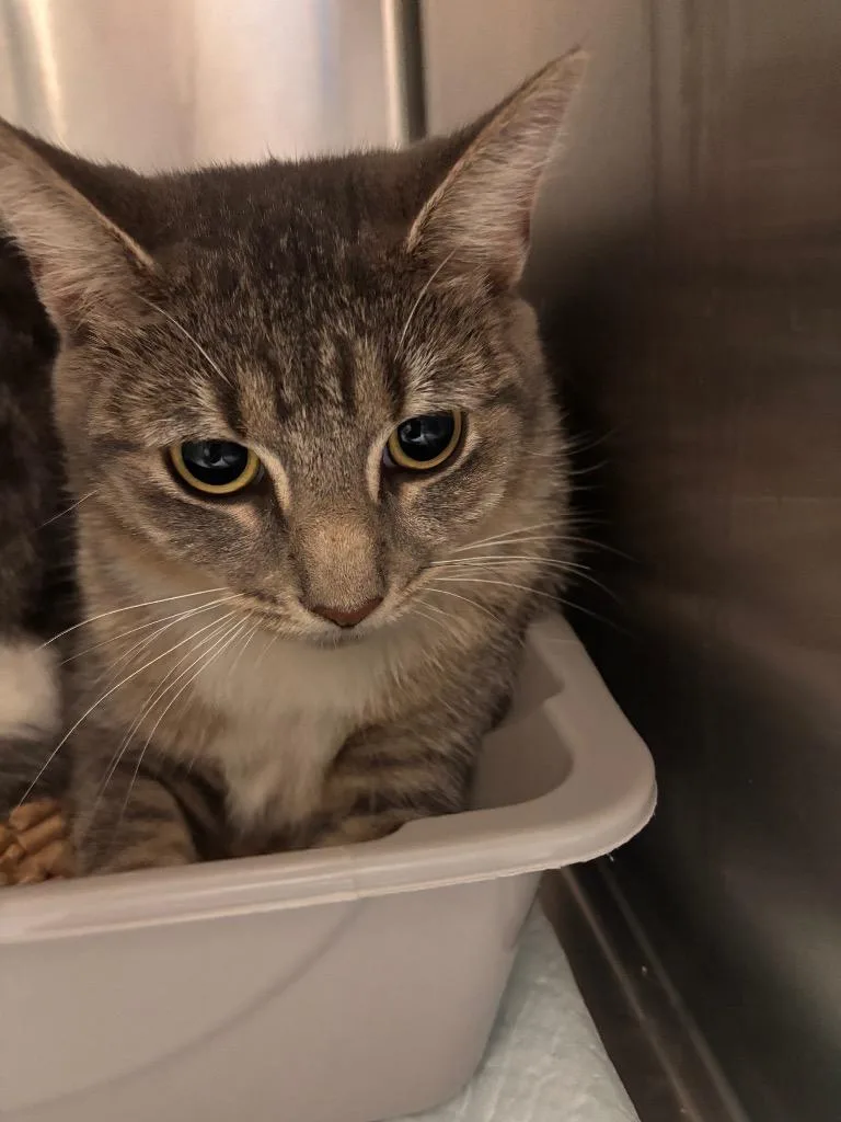 A young medium-sized female Domestic Short Hair cat named Sid for adoption in Morgantown, KY