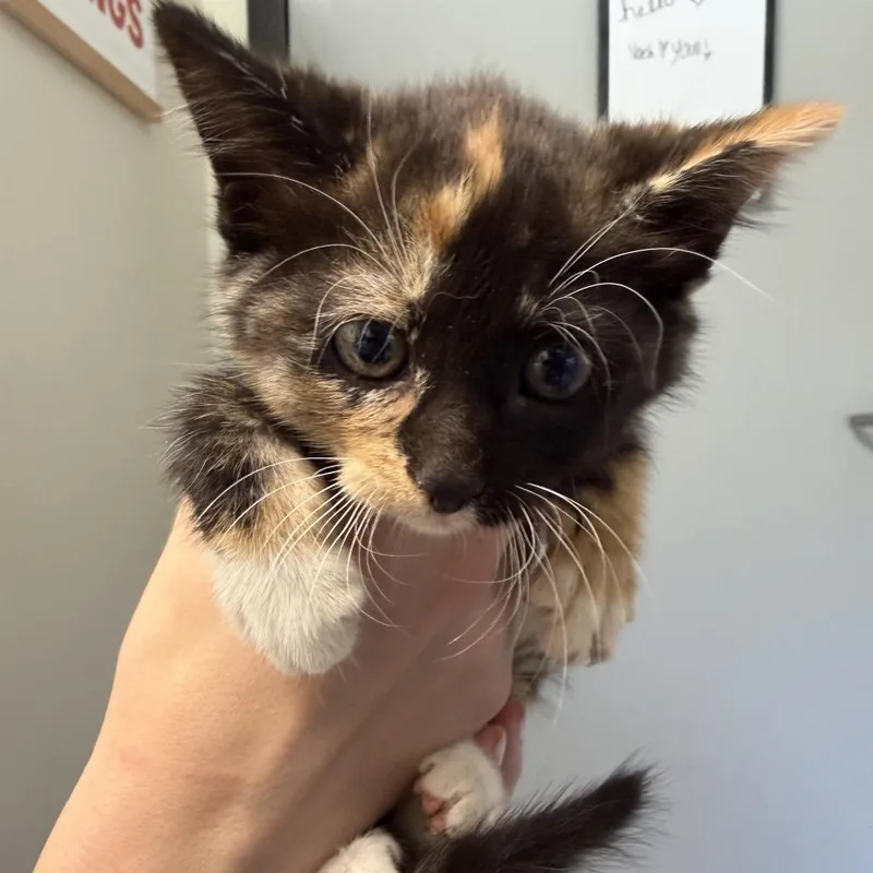 A baby small-sized female Domestic Medium Hair cat named Lainey Whiskers for adoption in Red House, WV