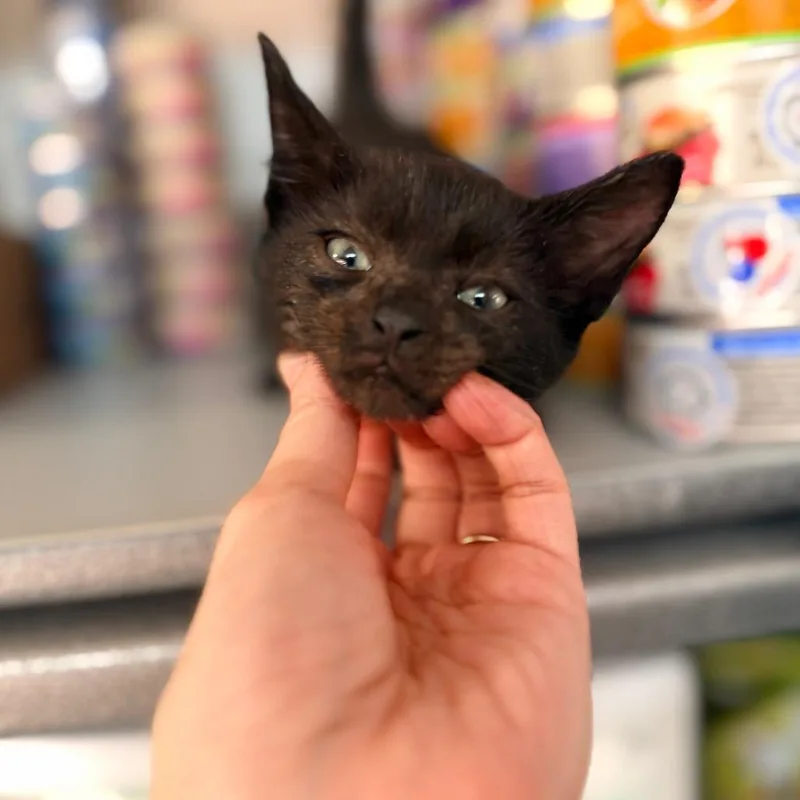 A baby small-sized male Gray / Blue / Silver Domestic Short Hair cat named Sparky for adoption in Oakton, VA