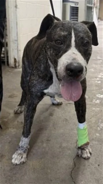 An adult large-sized female Pit Bull Terrier dog named Coral for adoption in San Bernardino, CA