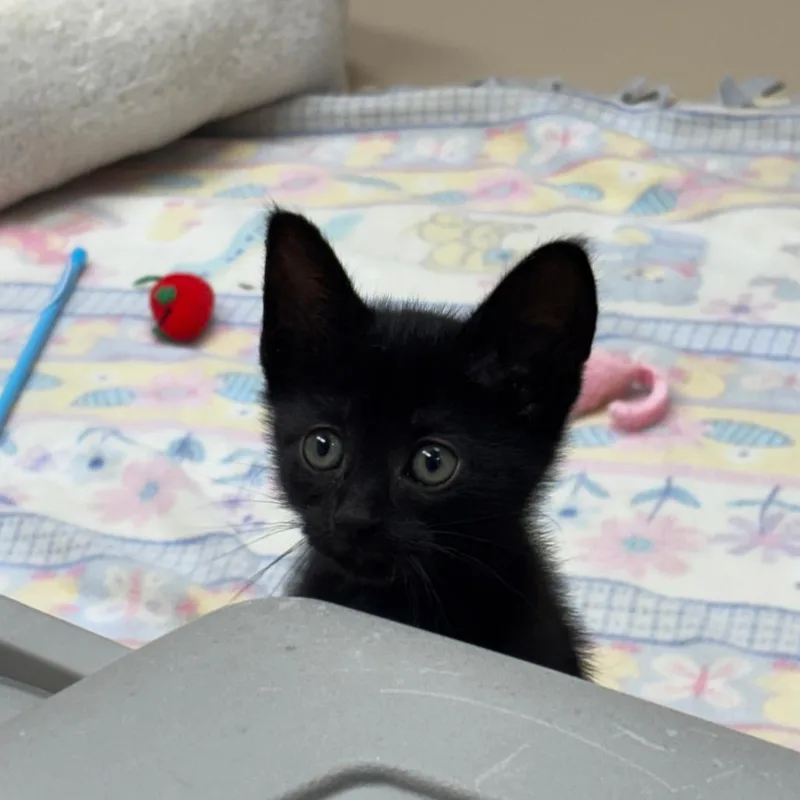 A baby small-sized female Black Domestic Short Hair cat named Odette for adoption in Mebane, NC