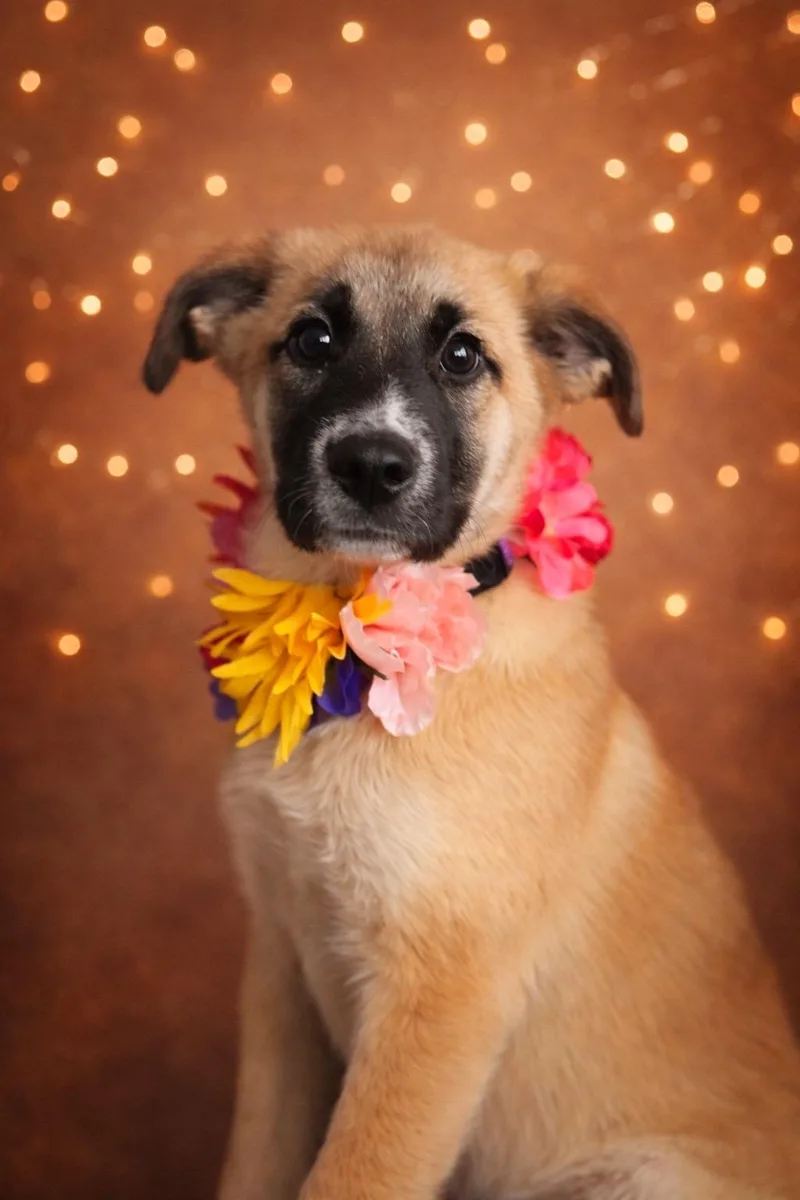 A baby large-sized female Tricolor (Brown, Black, & White) Anatolian Shepherd dog named Loretta for adoption in Murrieta, CA