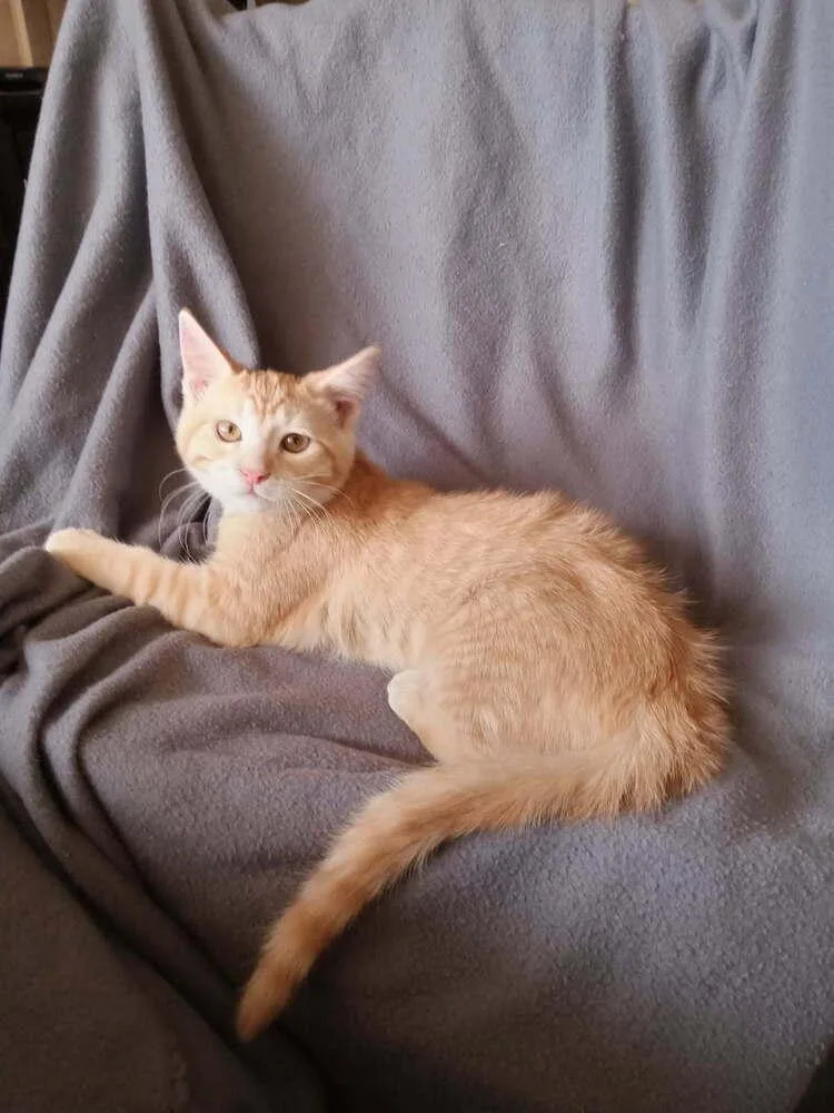 A baby medium-sized female Domestic Medium Hair cat named T'pring for adoption in tucson, AZ
