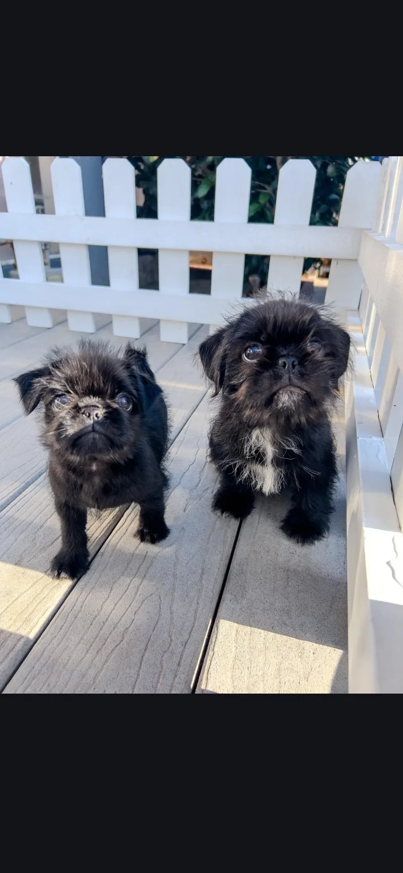A baby small-sized male Black Shih Tzu dog named Bugsy for adoption in Hawthorne, CA