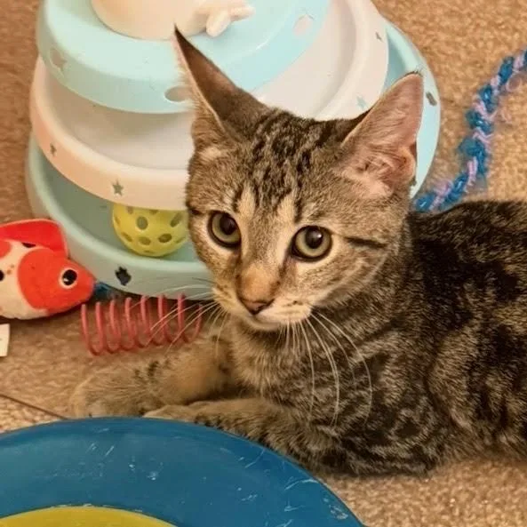 A baby medium-sized male Domestic Short Hair cat named Forrest for adoption in Rochester, NY