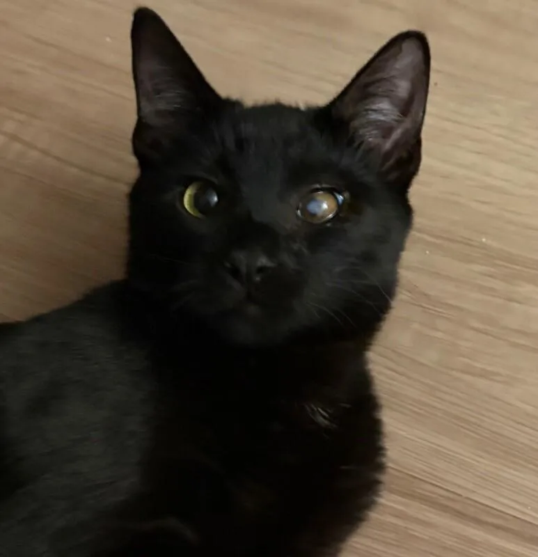 Captain Jack Harkness thumbnail 2