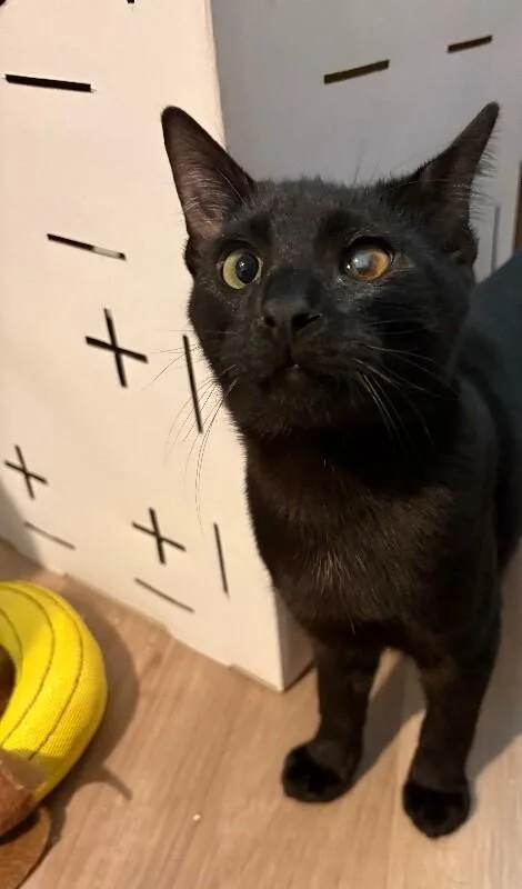 Captain Jack Harkness thumbnail 5