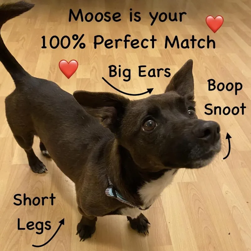 Moose thumbnail 3