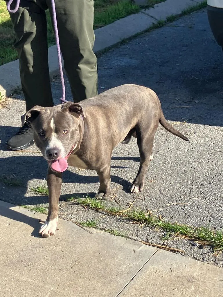 A young large-sized male Mixed Breed dog named Steel for adoption in Gallatin, TN