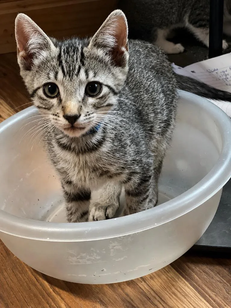A baby small-sized male Domestic Short Hair cat named Limington for adoption in Gorham, ME