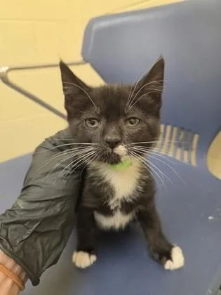 A baby small-sized female Domestic Short Hair cat named Paws! at the Disco for adoption in Westland, MI